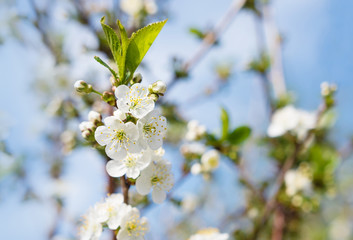Beautiful branch of blossoming cherry in spring on blue  background macro. Amazing elegant artistic image nature in spring. Flowers of the cherry blossoms on a spring day. Shallow depth of focus.