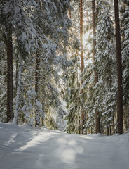 Forest covered in snow at daylight. Sun shines through tall pine trees creating a winter atmosphere. Track of fresh snow leading through the woods. 