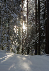 Forest covered in snow at daylight. Sun shines through tall pine trees creating a winter atmosphere. Track of fresh snow leading through the woods. 