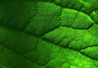 Fototapeta na wymiar rich green leaf