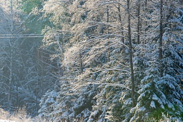 The Russian snow winter - the wood landscape