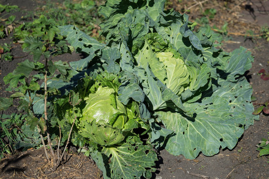 Cabbage
