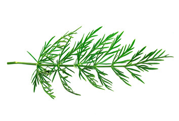 Top view of sprog of green dill on the white background. Coriander or Cumin Sprig isolated