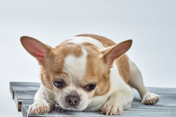 Red chihuahua dog on a wooden background in colored clothes with a toy red heart
