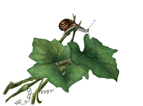 Watercolor illustration with green leaves of pumpkin and beautiful snail.