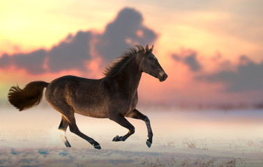 Brown horse run gallop on the snow