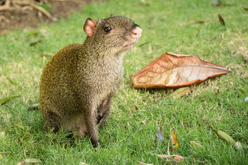 The biggest mouse Capybara sits on the grass, Mexico. 
