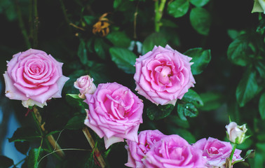 Pink roses in the morning garden.Dark green tone.Do not focus on objects.