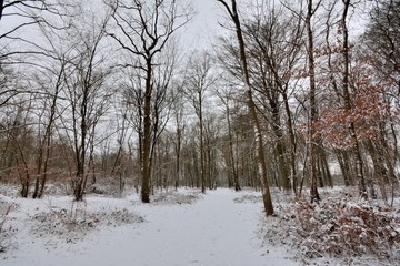 La forêt de Saint-Amand-les-Eaux sous la neige . Nord , France