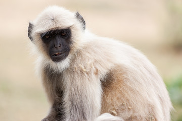 Monkey in temple, India