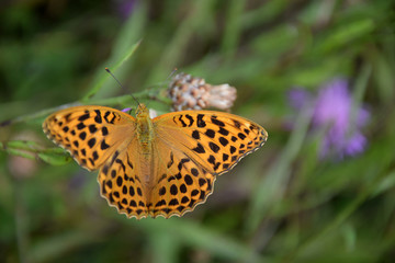 Obraz premium Distelfalter