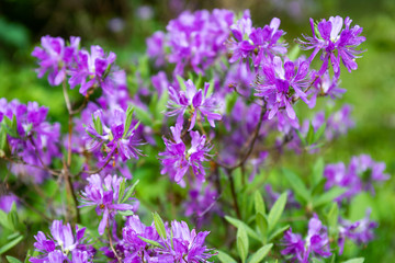 Flowers rhododendron canadense