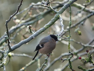 Female bullfinch (Pyrrhula pyrrhula) perched on frost covered branch in woodland