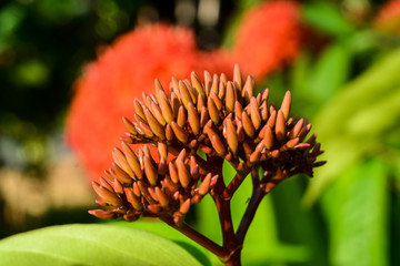 Naklejka na ściany i meble Close up of red spike flower with its buds