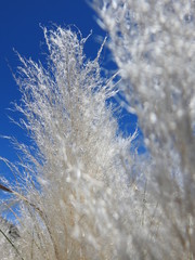 Reeds Macro