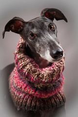 dog, cute