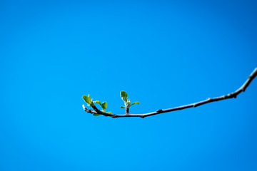 Twigs with leaf buds busted recently. Young small leaves and buds on tree. Beautiful twigs with first leaves against clear blue sky background. first spring of gentle leaves, city park. Spring concept