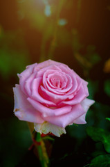 Pink roses in the morning garden.Dark green tone.Do not focus on objects.
