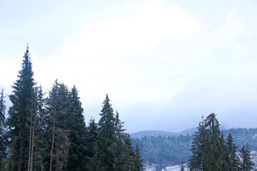 Beautiful landscape with conifer forest. Winter vacation