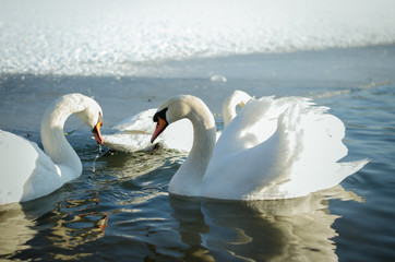 swans in frozen lake on snow © katarinagondova