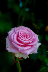 Pink roses in the morning garden.Dark green tone.Do not focus on objects.