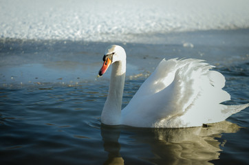 lonely swan in frozen lake on snow © katarinagondova