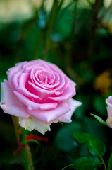 Pink roses in the morning garden.Dark green tone.Do not focus on objects.