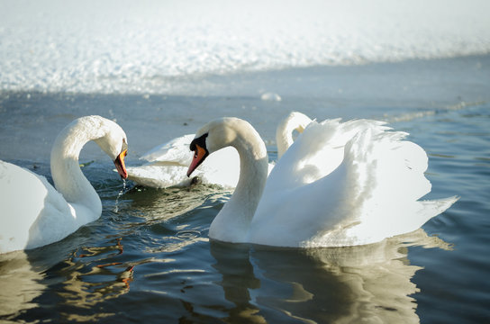 swans in frozen lake on snow