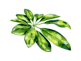 Watercolor illustration of schefflera arboricola plant tropical leaves, dense jungle. Banner with exotic summertime art of dwarf umbrella tree. Evergreen houseplant interior drawing.