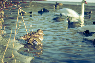 birds on water in winter time © katarinagondova