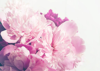 Pink peonies close-up, toned, soft focus. Gentle floral pink background - obrazy, fototapety, plakaty