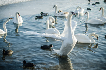 animals in the city pond in winter time