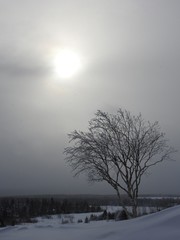 A birch in winter in Sainte-Apolline, Quebec
