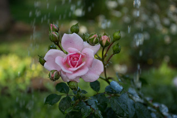 pink rose in the garden