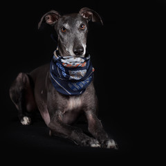 galgo espanol