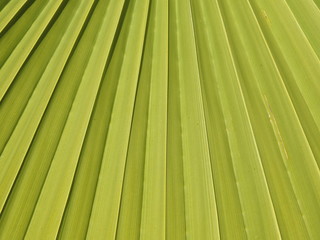 Green Palm