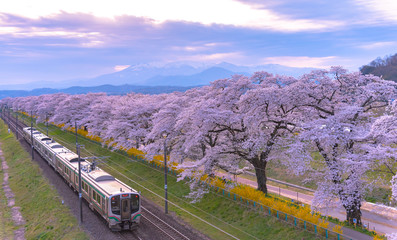 JR Tohoku train railroad track with row of full bloom cherry tree along the Shiroishi river with mountain background in Funaoka Castle Park, Miyagi, Japan