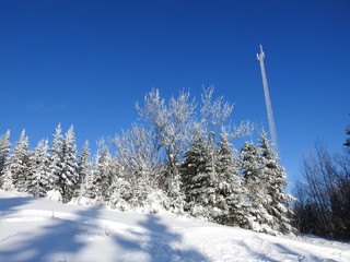 Snow Spruce at the Recreation Park, Sainte-Apolline, Quebec, Canada
