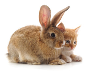 Fototapeta premium Red cat and rabbit.
