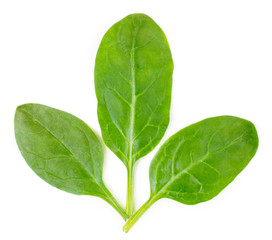 Three leaves spinach on a white, isolated.