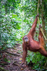 Orangutan in jungle portrait. Semi-wild female orangutan in jungle rain forest  of Bukit Lawang, North Sumatra, Indonesia.