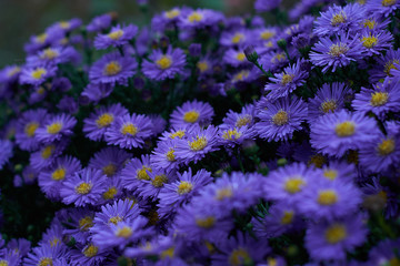 blue flowers in a park