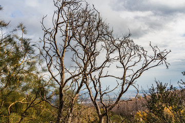 An beautiful old fantastic branchy brown tree without leaves in a park in autumn against the blue sky with white and gray clouds background