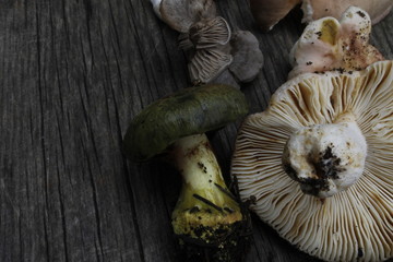 Setas variadas sobre mesa de madera