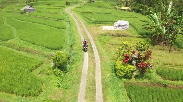 Scooter ride in the middle of a beautiful green rice field paddy in Bali while the drone circles around a couple exploring
