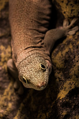 Gecko