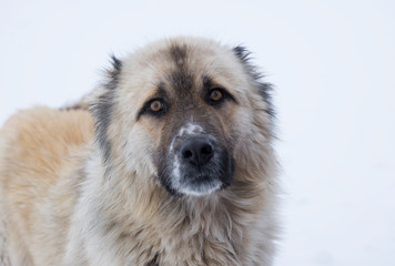 Close-up of a big white fluffy dog in the winter on snow. Homeless street dog
