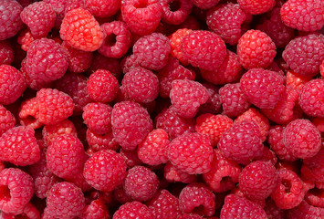 Raspberries background. Fresh ripe and sweet Raspberry.