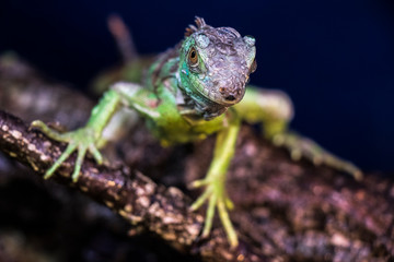 Iguana