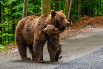 Brown bear and cub